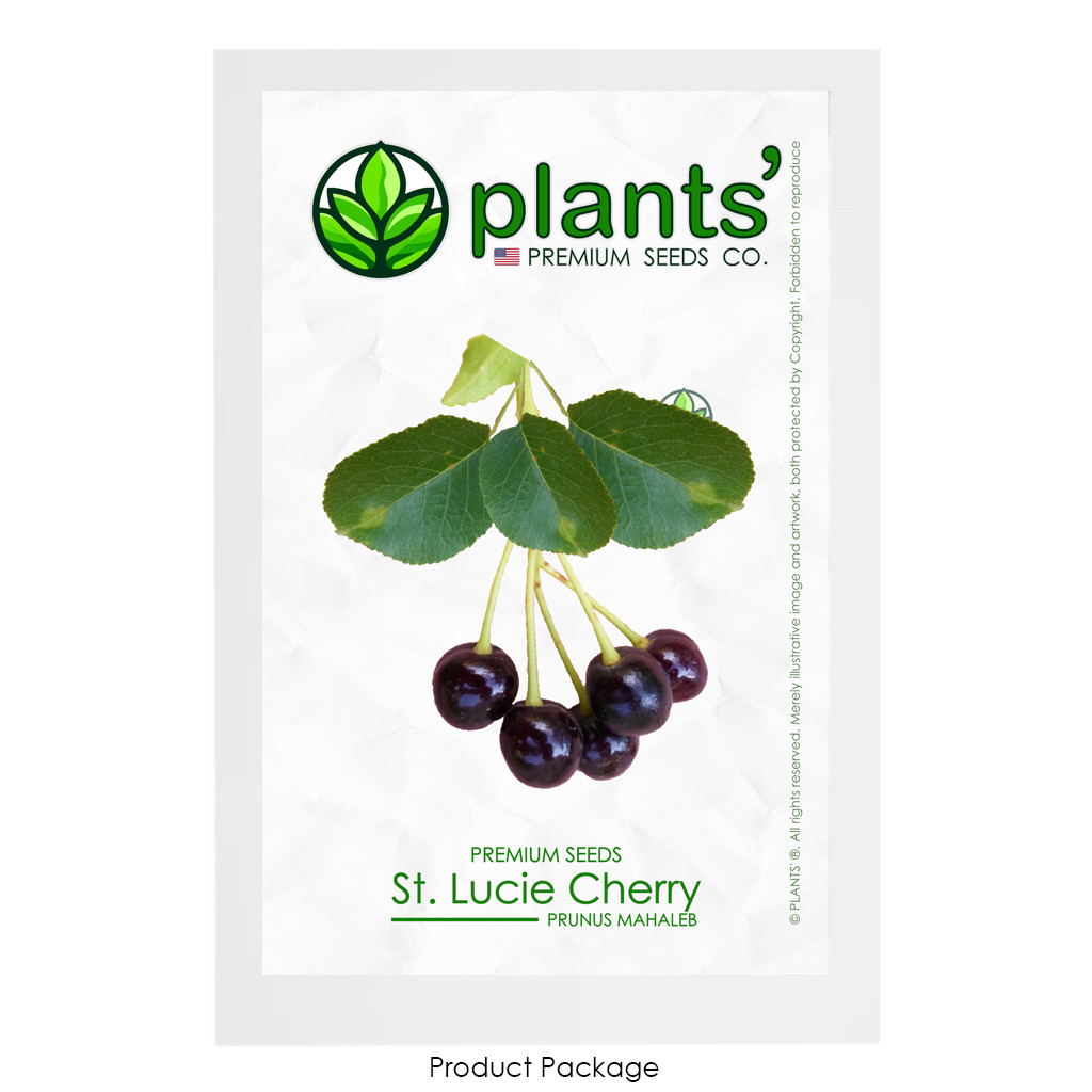 St. Lucie Cherry | Premium Seeds | Prunus mahaleb ‘Fruit’ | Plants’®