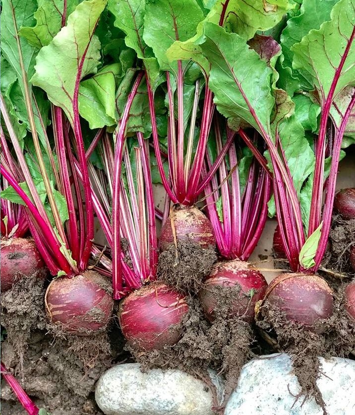 400+ Seeds Beetroot Detroit Dark Red Beet(Beta vulgaris) Vegetable Free Ship #20