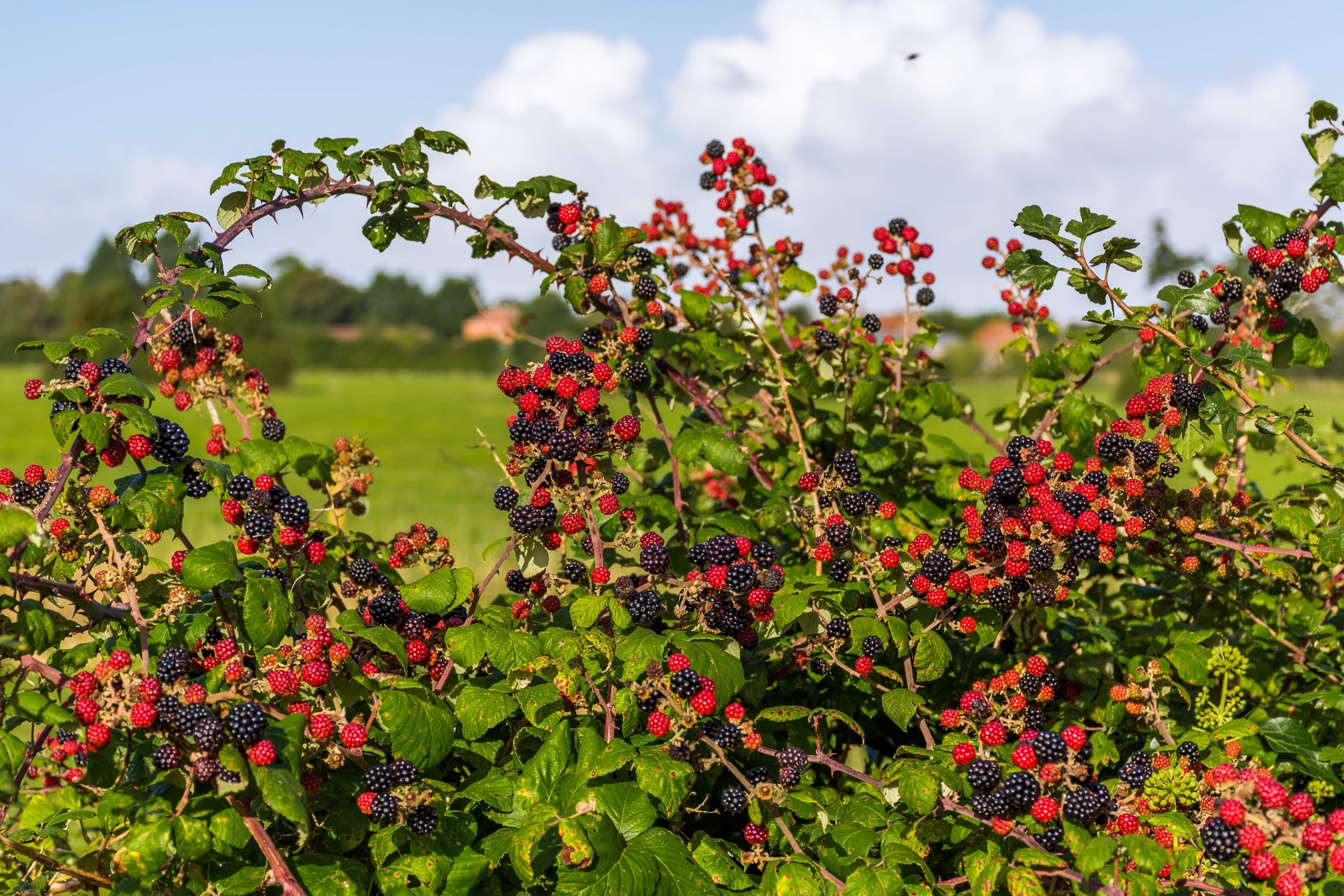 100 BLACKBERRY Fruit Bush Rubus Allegheniensis Seeds