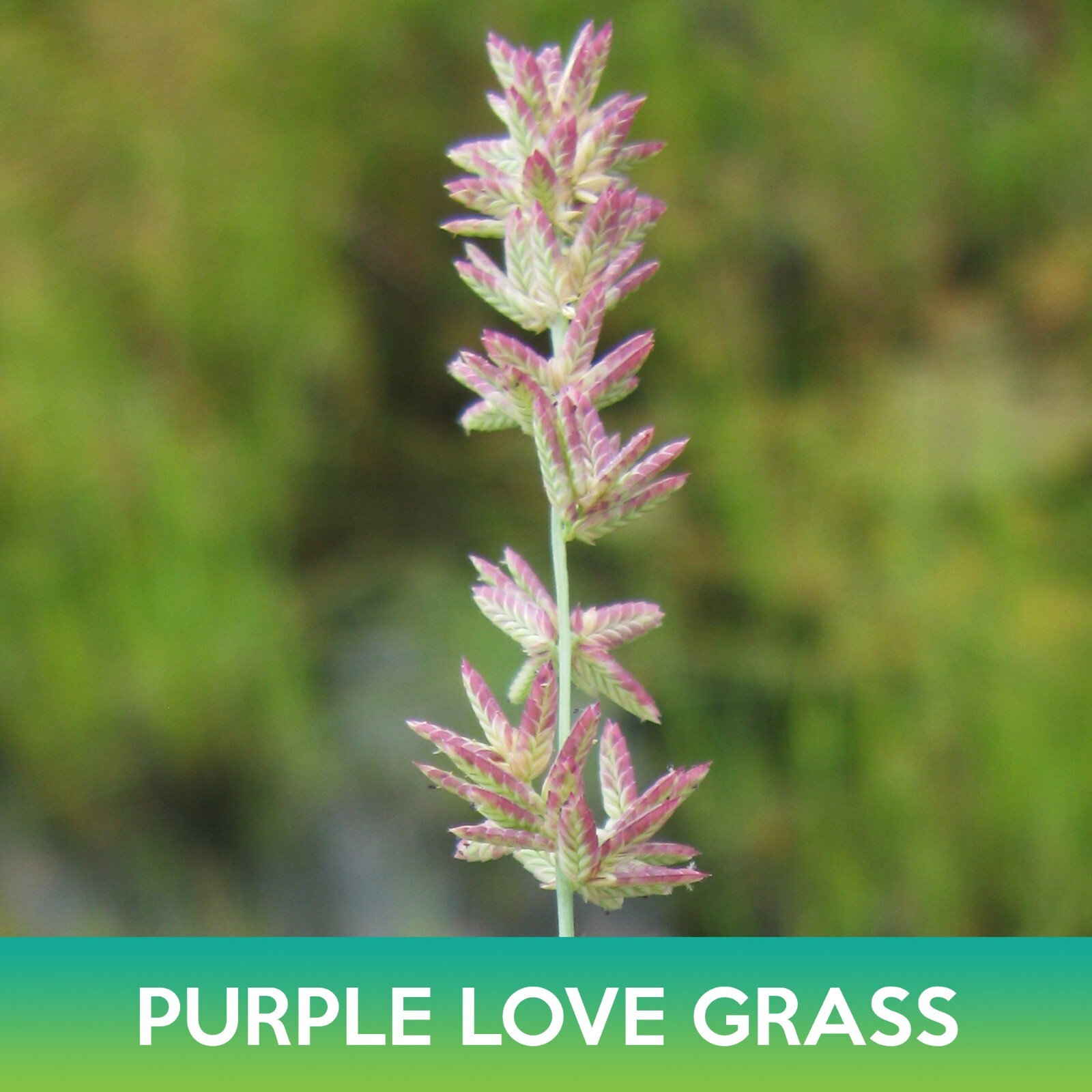 Purple Love Grass Seeds, Eragrostis spectabilis