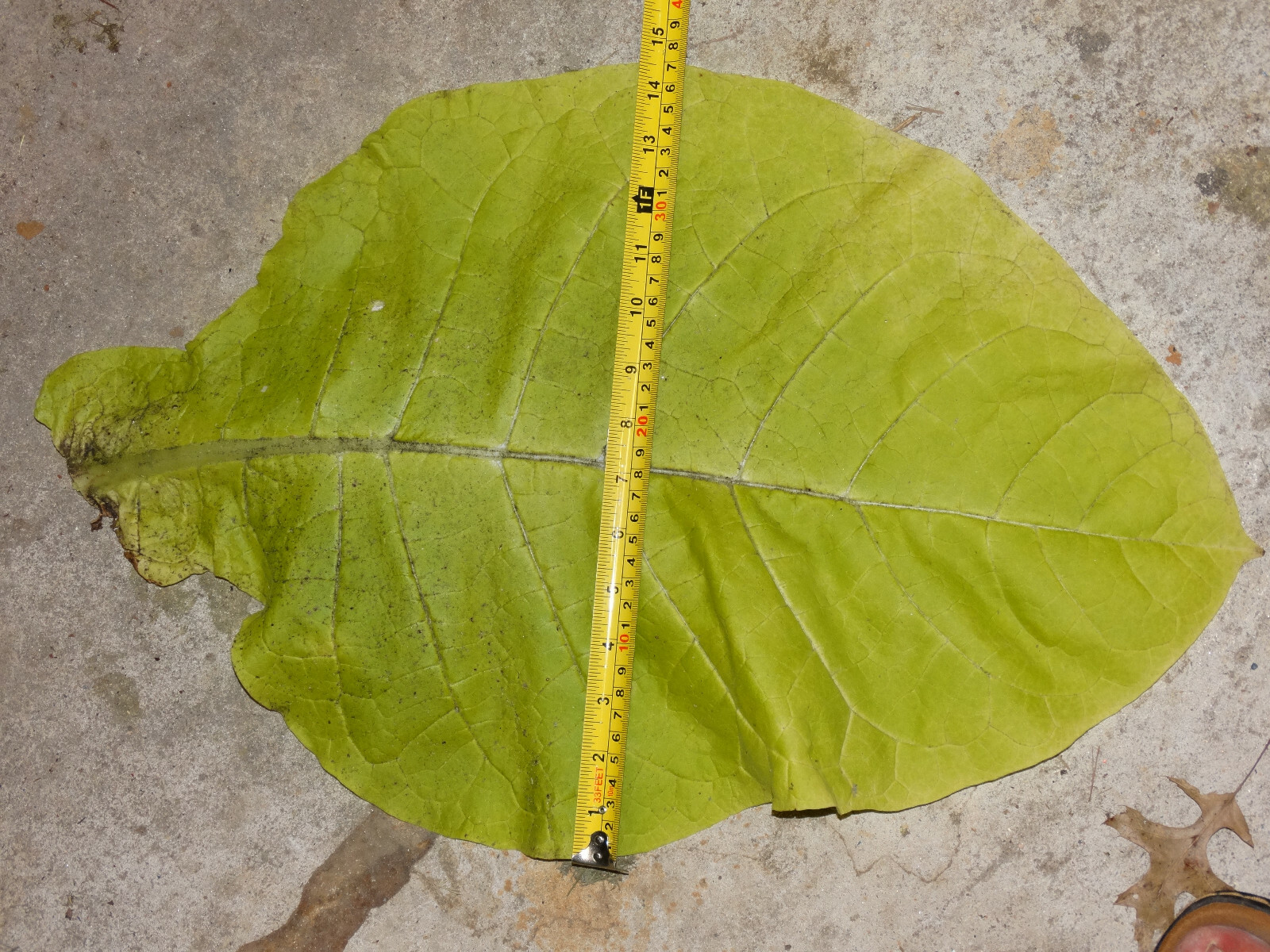 VERY RARE HARMANLI ORIENTAL AROMATIC TOBACCO 2000+ SEEDS 0.2GRAM FRESH 2023 CROP