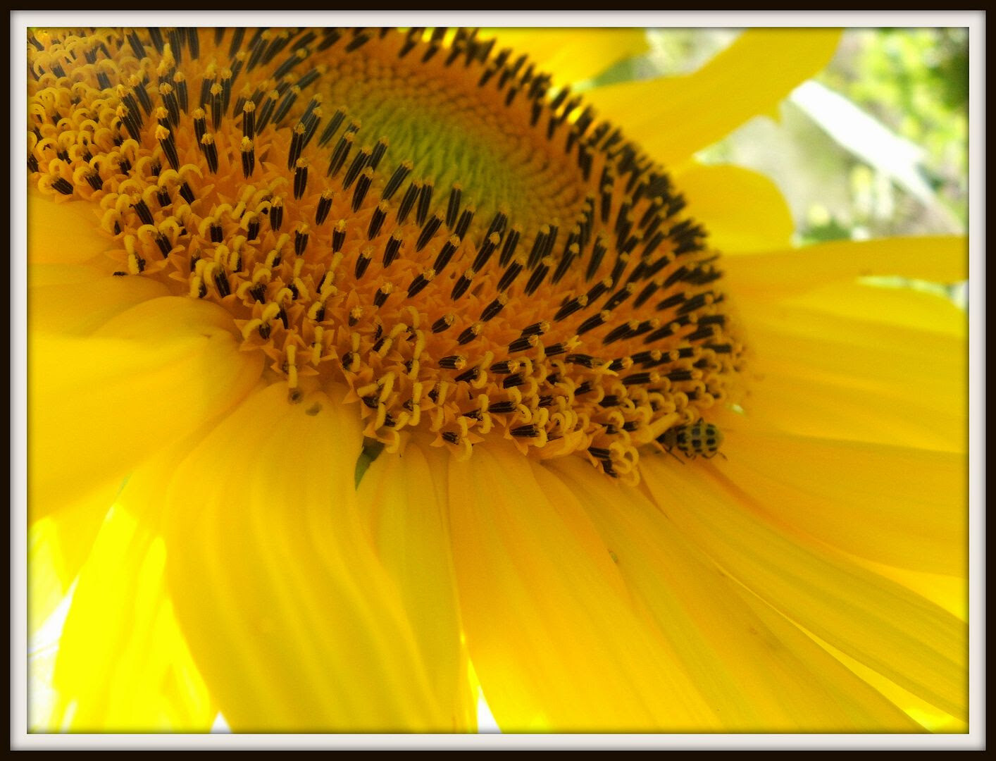60+ Mammoth Russian Grey Stripe Sunflower Seeds “Brooklyn Botanical Garden Club”