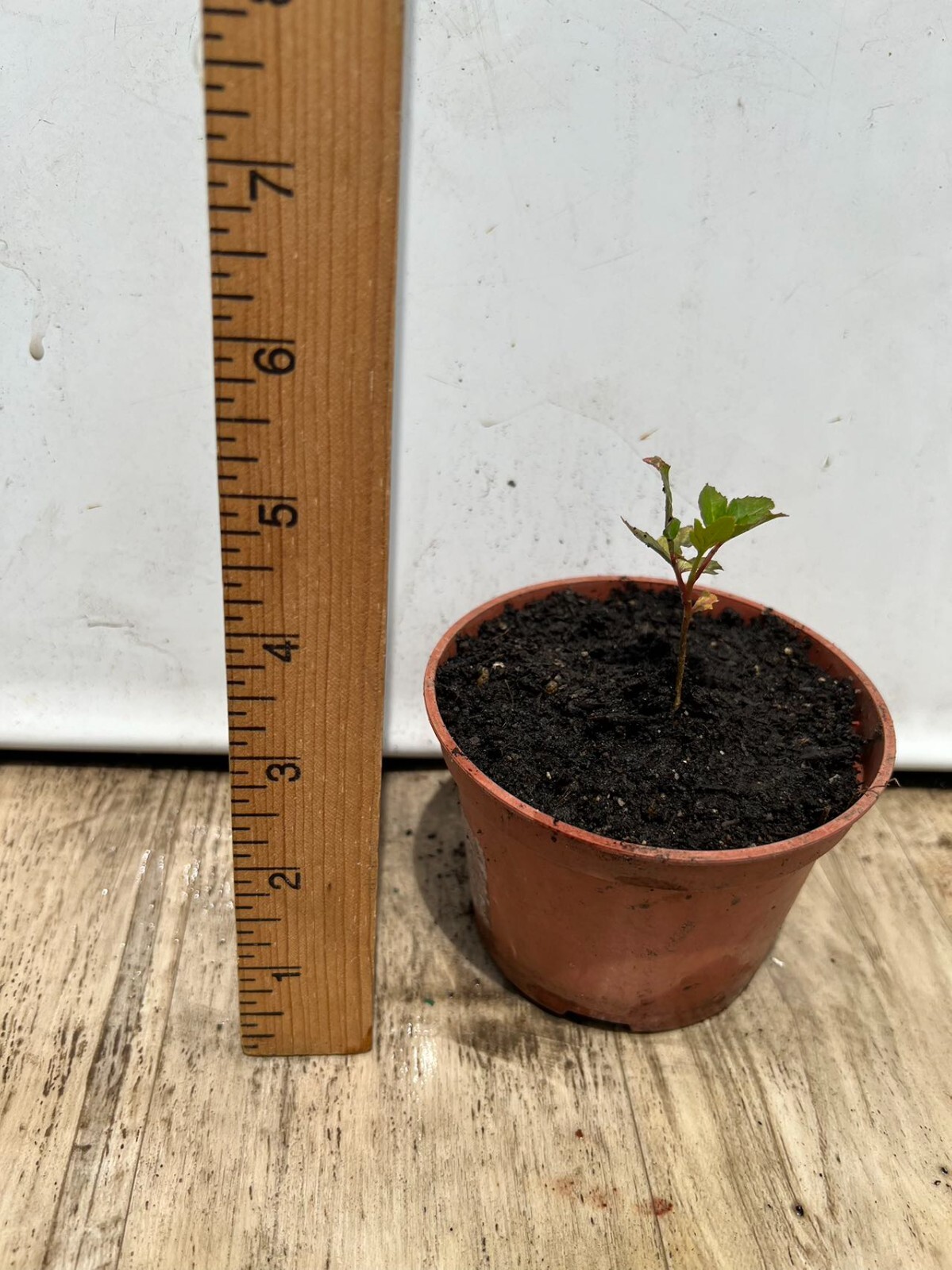 Live Plant Sichuan pepper seedling tree (Zanthoxylum Simulans, 2-3″) – No Pot
