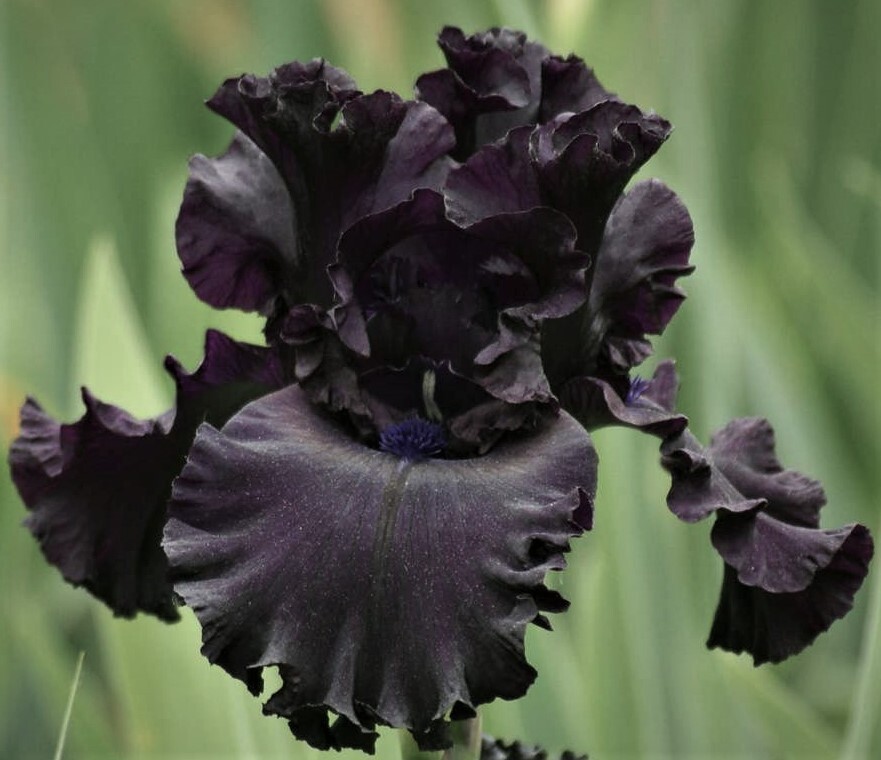 Sun Devil Bearded Iris Rhizome, Purple & Yellow Flowering Perennial Iris Root