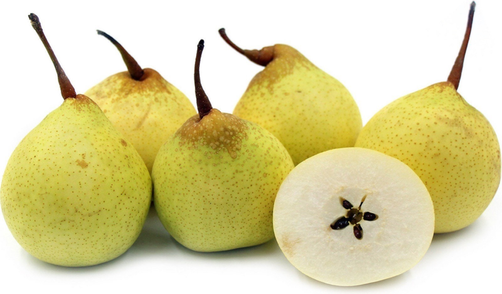 2 ft tall Asian Pear, ‘Ya Li’ (Pyrus ussuriensis) Grafted tree, in a 2 gallon