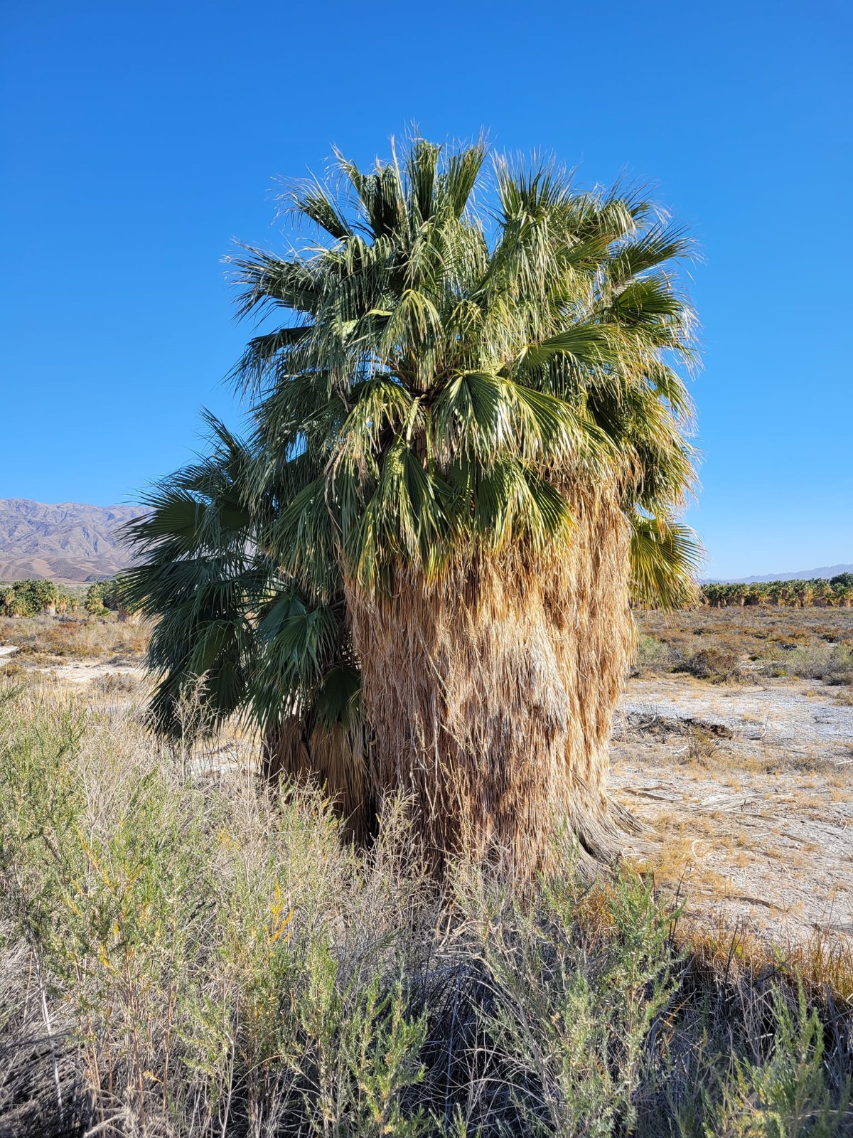 Washingtonia filifera Seeds! Cold-Hardy! California Fan Palm