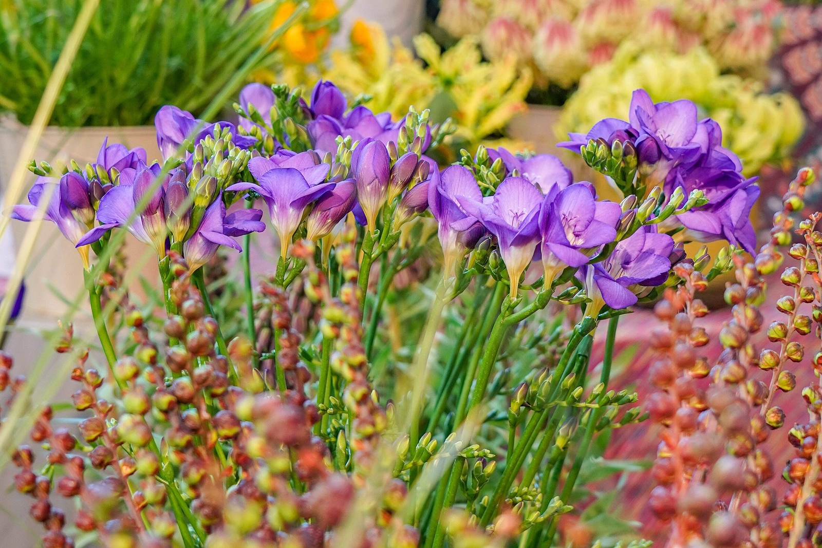 5 ROYAL CHAMPION MIX FREESIA Mixed Colors Pink Blue Purple Yellow + Flower Seeds