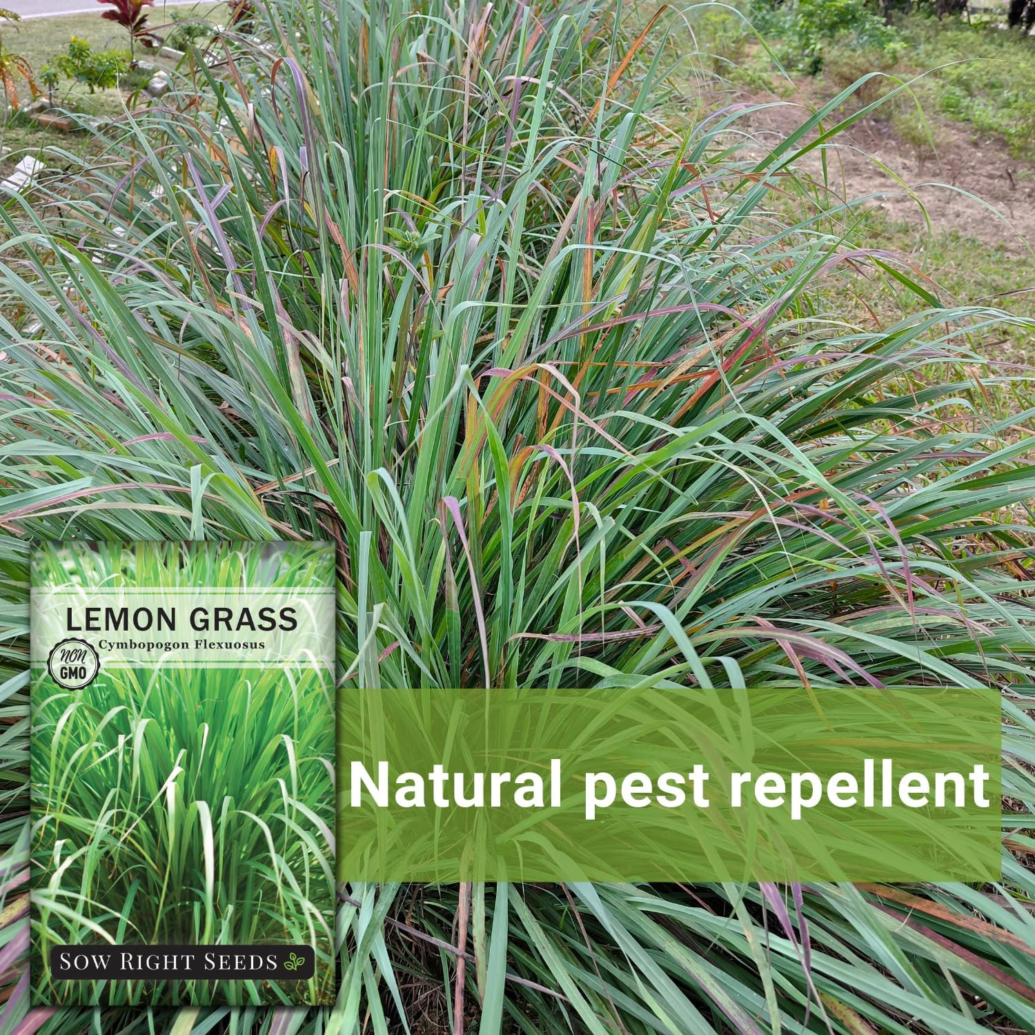 – Lemon Grass Seeds for Planting – Non-Gmo Heirloom – East Indian – Mosquito Rep