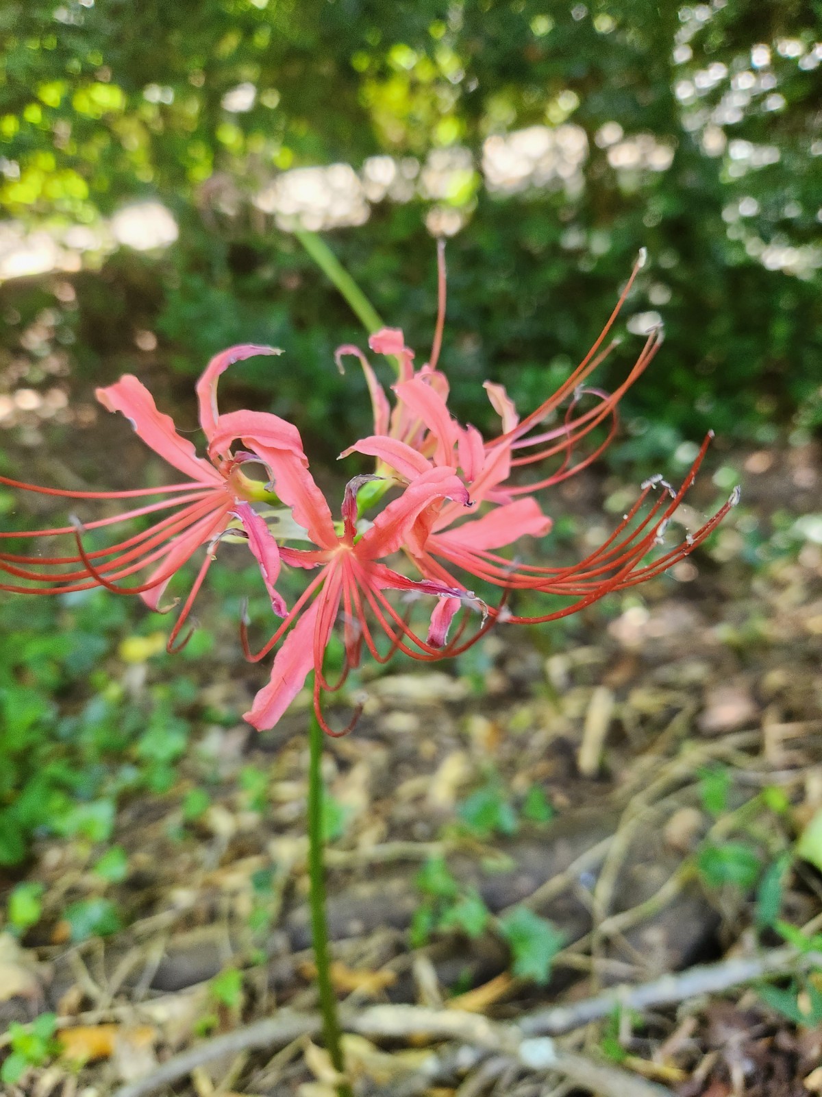 5++ Red Spider Lily/ Surprise Lily bulbs