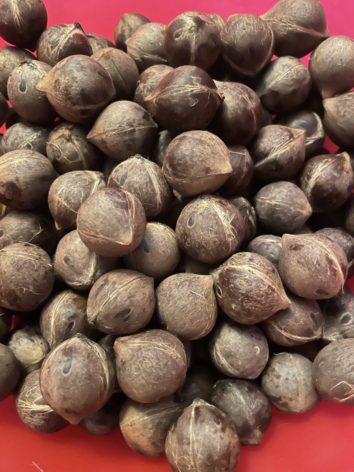 Extreme Cold Hardy 5F – Jubaea Chilensis – Chilean Wine Palm Tree – Fresh Seeds