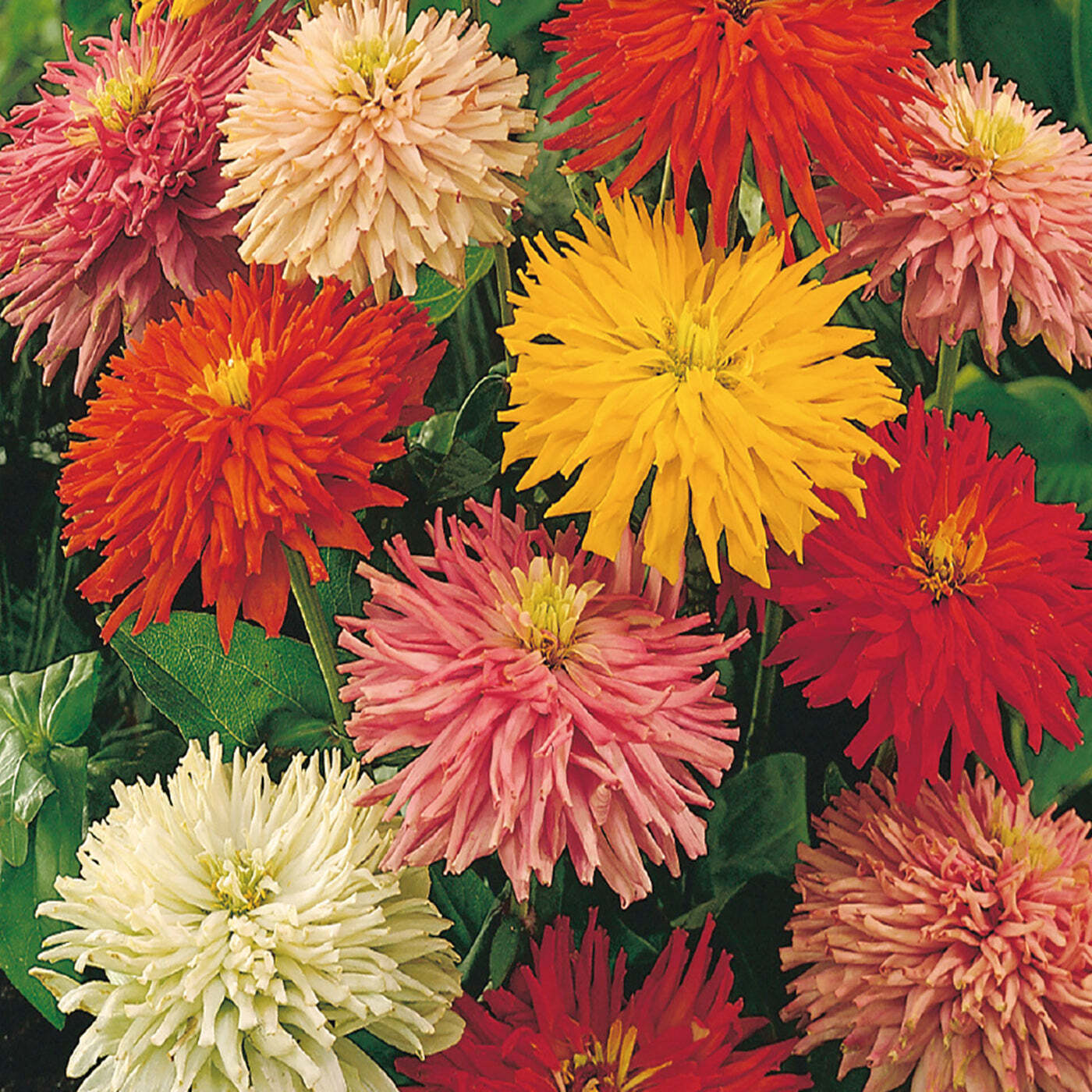 Giant Cactus Zinnia Mix Seeds 100+ Flower Elegans Annual MIXED USA FREE S&H