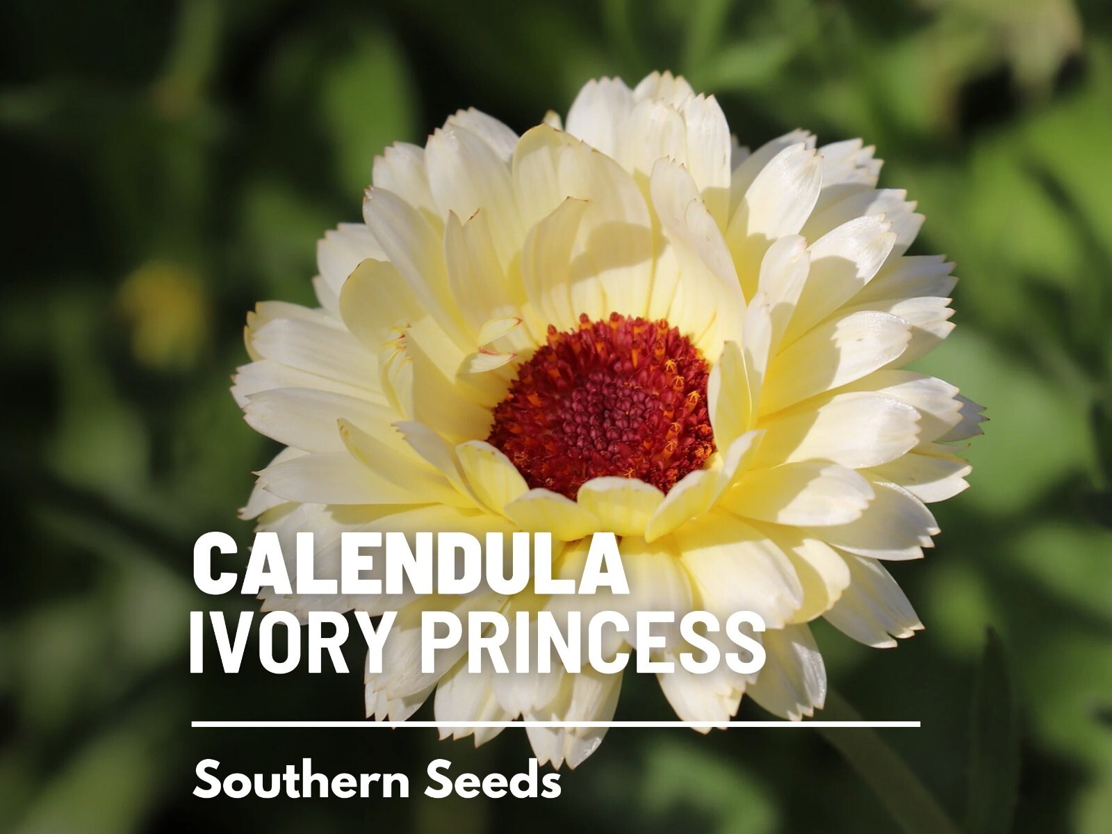 Ivory Princess Calendula Seeds, Heirloom Flower, Culinary and Medicinal, USA Gro