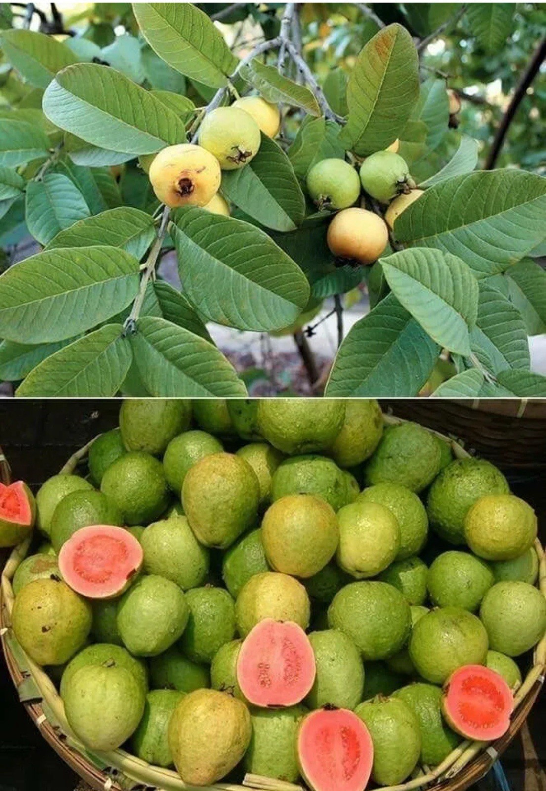 Tropical Guava Tree – Yellow Skin, Pink Inside – 4-6” Seedling – Psidium Guajava