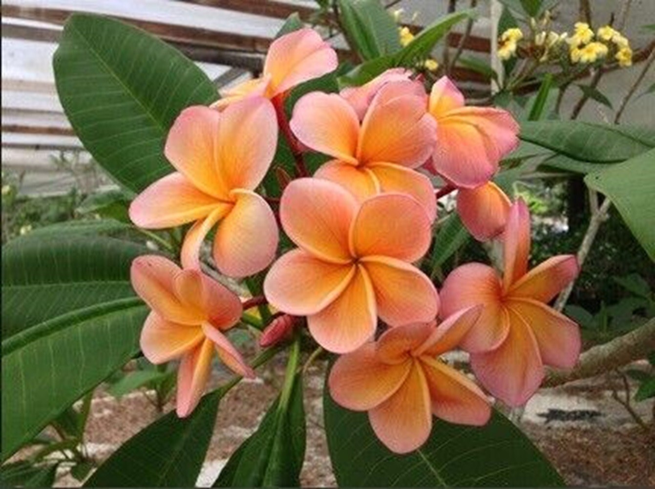 5 Light Pink Orange Plumeria Seeds Plants Flower Flowers Perennial Seed 507