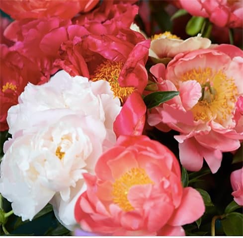 First Out – Early Double Dark Red Peony, Bare Root 3-5 Eyes, Peony Bulbs for …