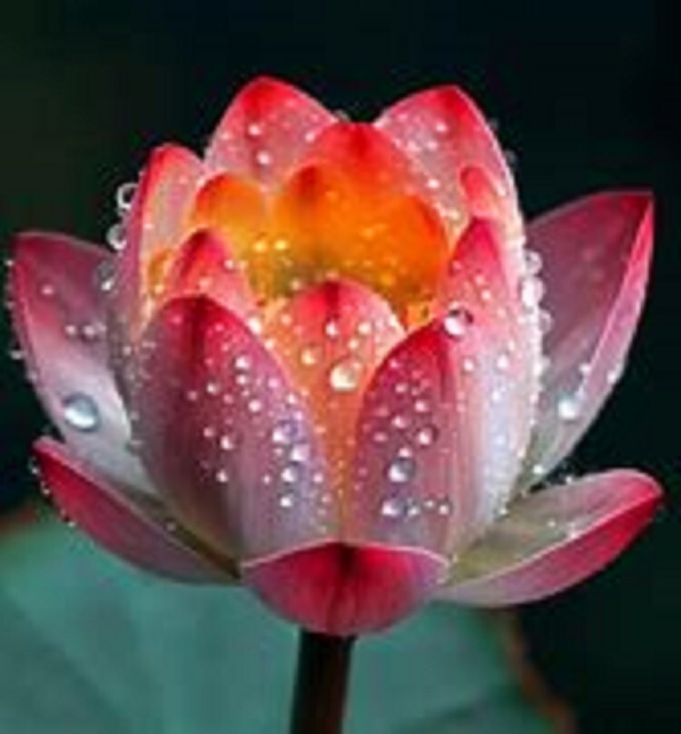 10 Assorted Color Lotus Seeds