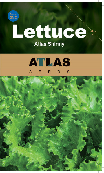 Lettuce -Atlas Shinny