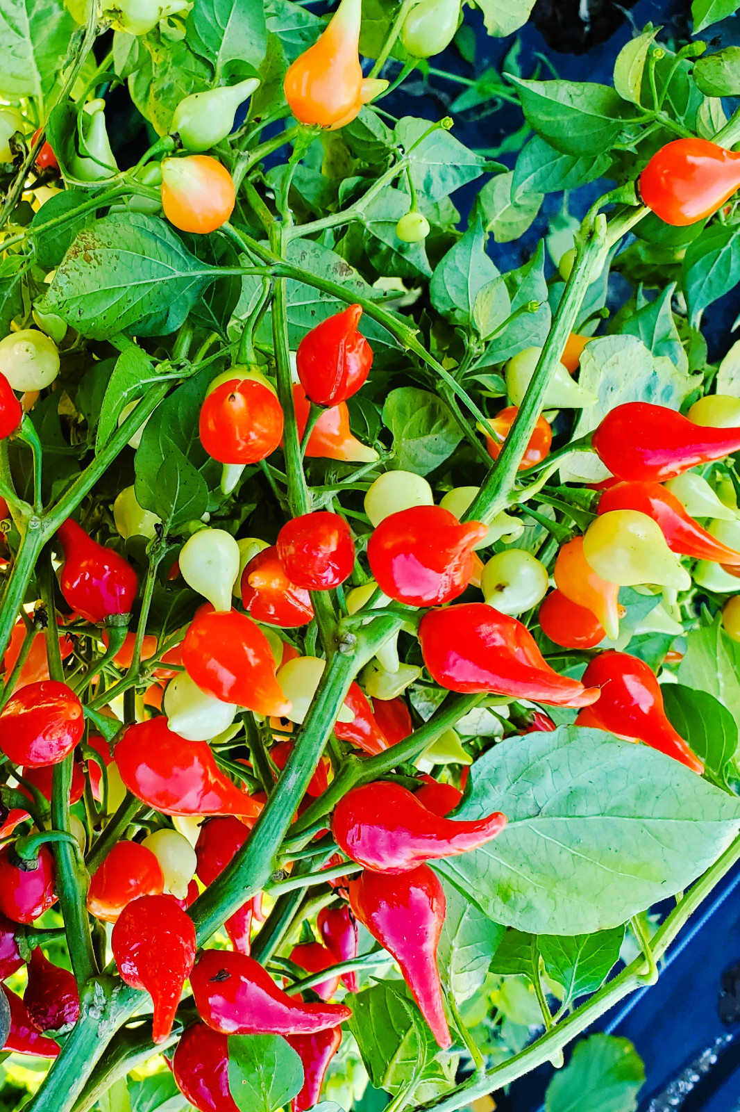 55+ SEEDS REDPEARL BIQUINHO PEPPER FRESH SEEDS, USA