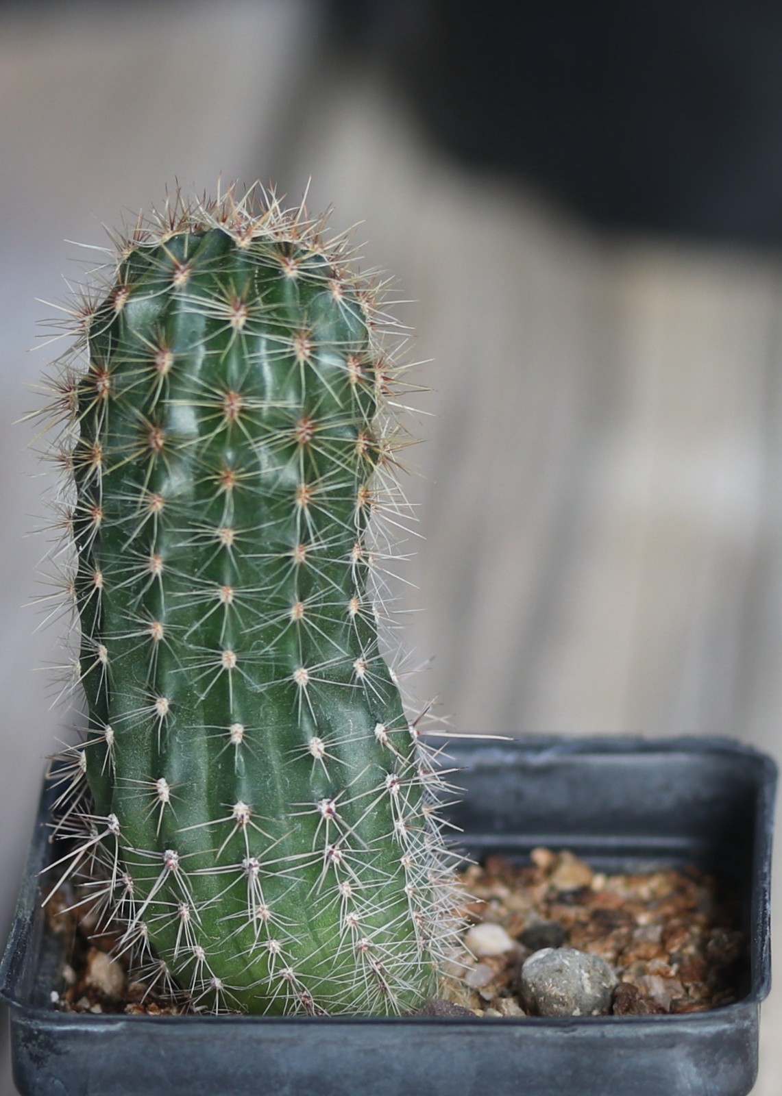 Echinopsis hybrid ‘Supernova’