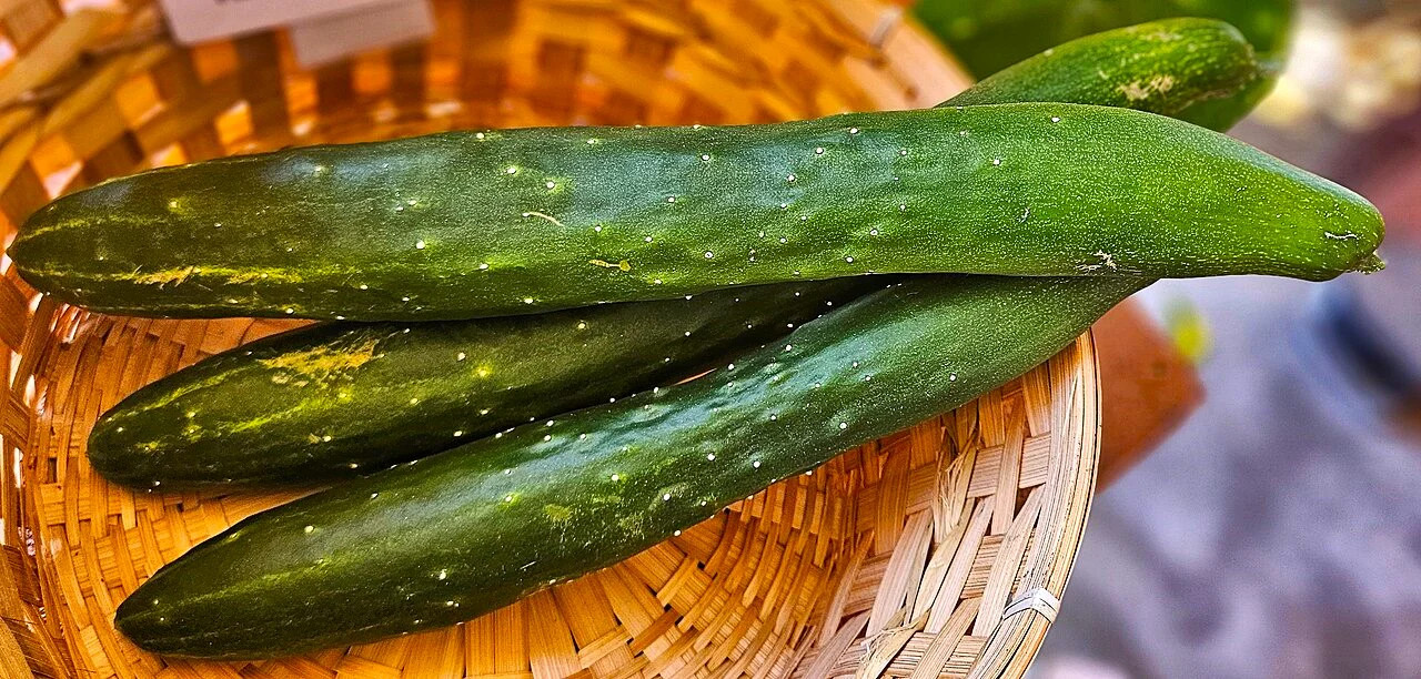 China Jade Burpless Cucumber Seeds – For 2026 Planting Delicious Long Dark Green