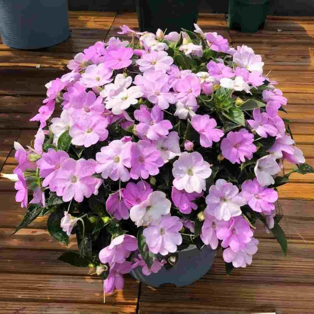 Mixed Color Impatiens Seeds – 400 Count Annual Flowers for Summer Gardens