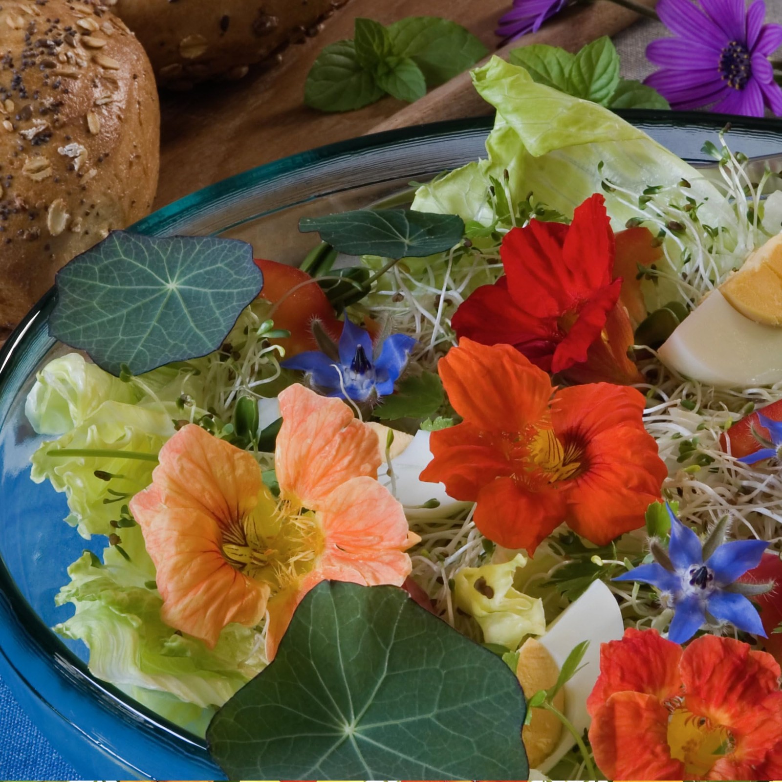 Nasturtium Seeds for Planting Edible Flowers – Collection Set of Jewel Blend …