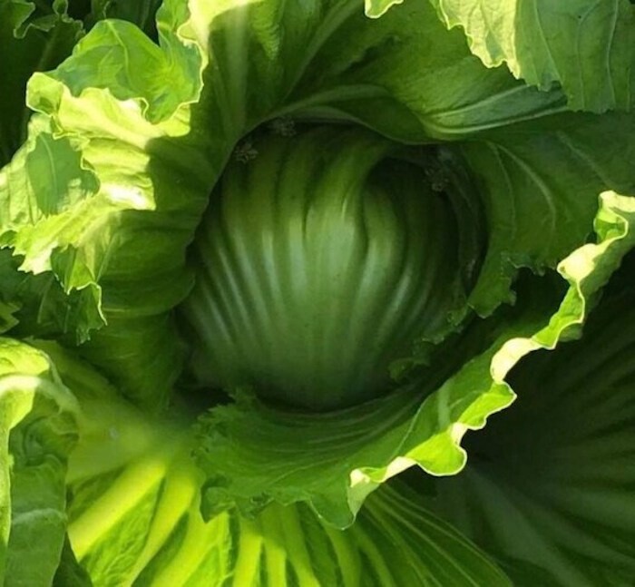 1000+ Kekkyu Takana, Oriental Mustard , Gai Choy, Brassica Juncea, Cải dưa chua