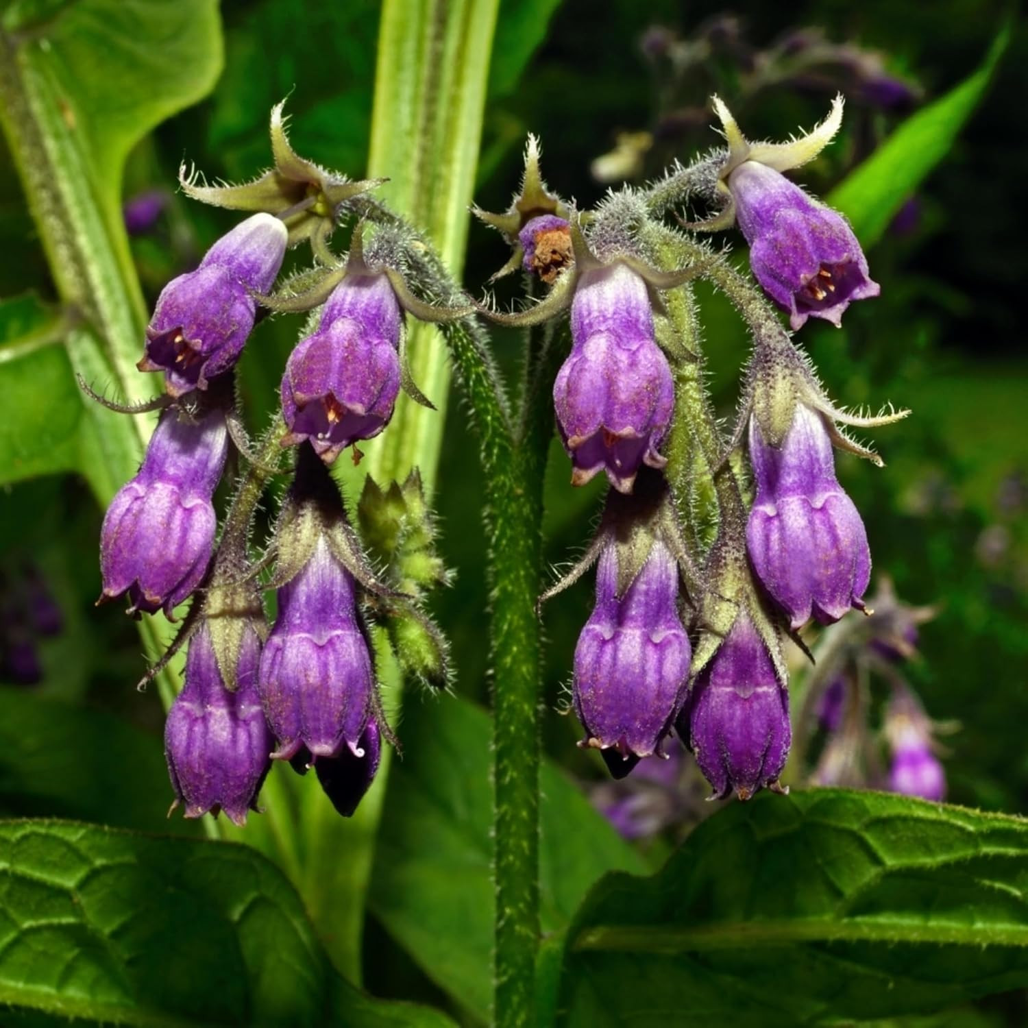 100 Symphytum Officinale Comfrey Seeds – Perennial Symphytum Officinale Comfrey