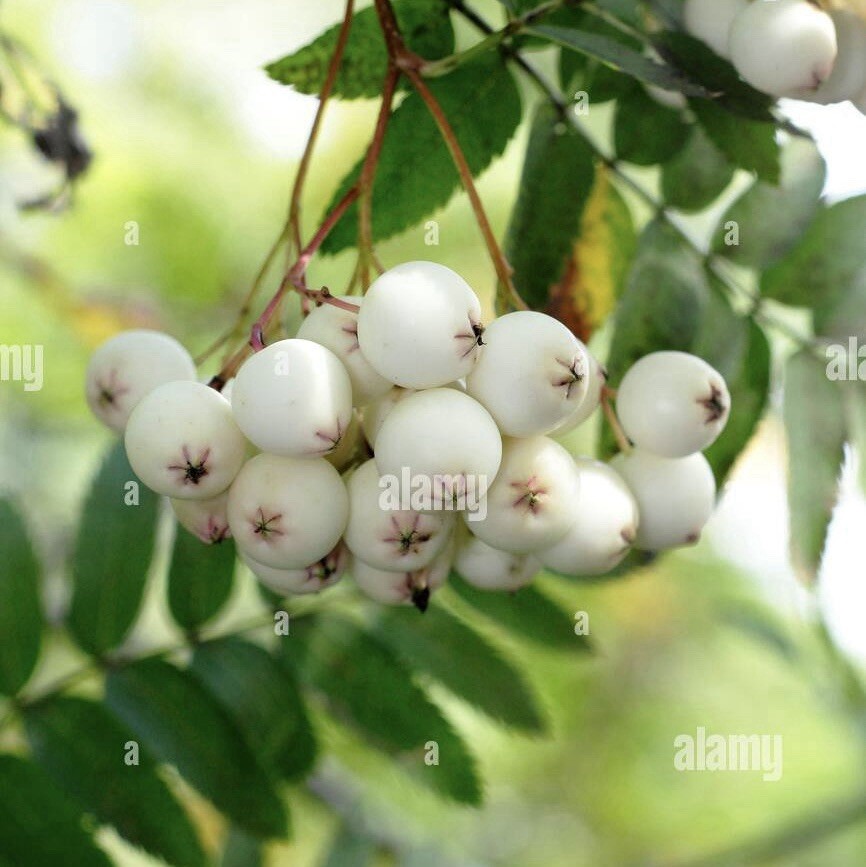 1 yo 6-12” tall Sorbus Cashmiriana Kashmir Rowan Tree white fruits grafted plant