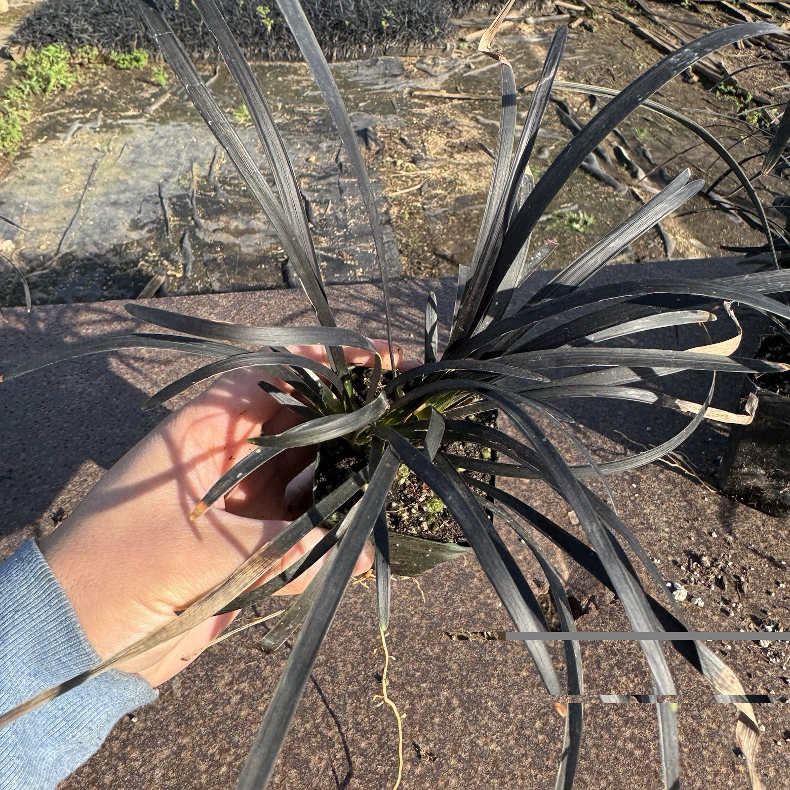 2 IN PACK, Black Mondo Grass, Ophiopogon planiscapus ‘Nigrescens’,TWO LivePlantS
