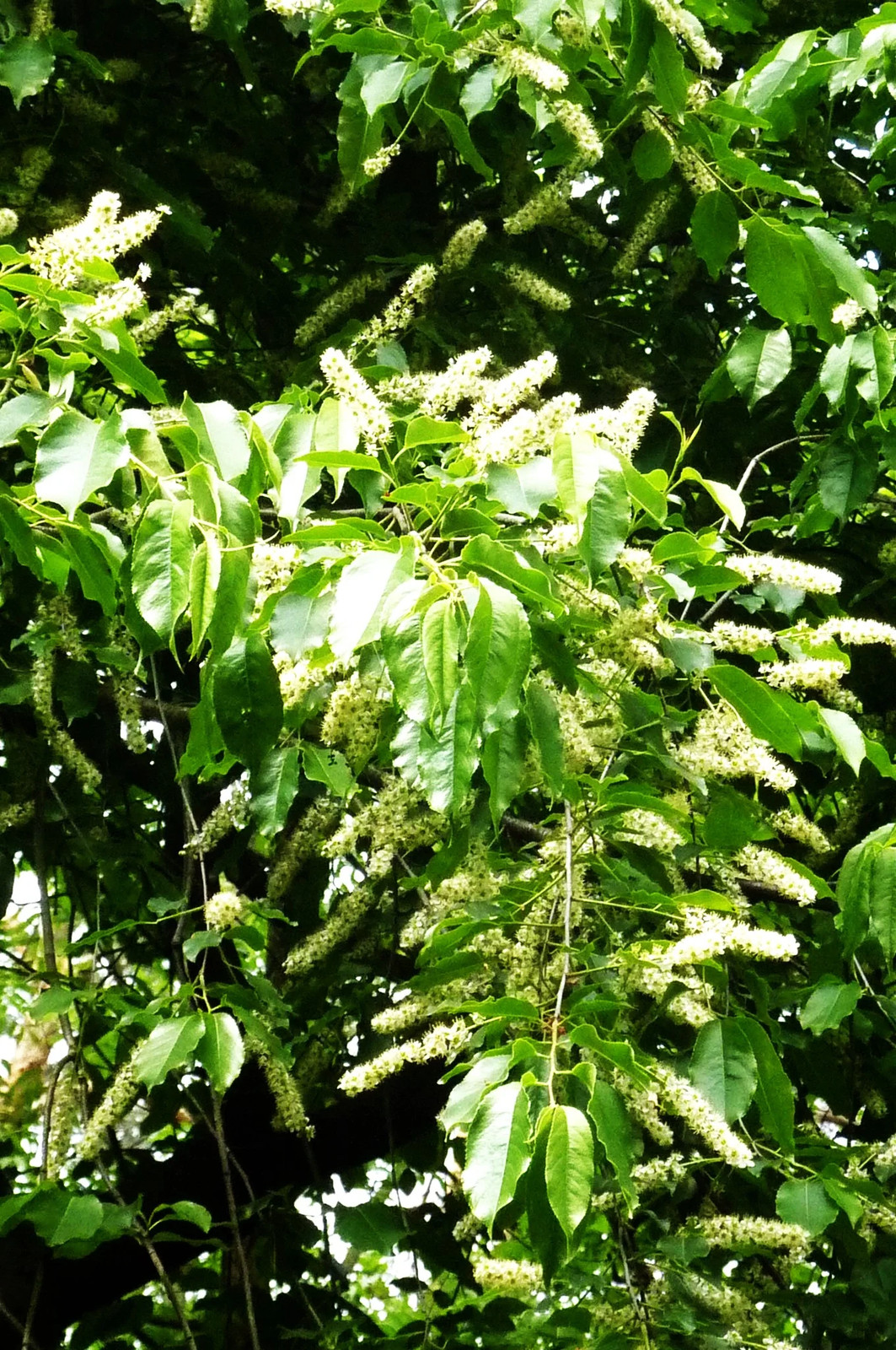 Black Cherry Tree Seeds – For 2026 Planting Prunus Serotina White Flower Blooms