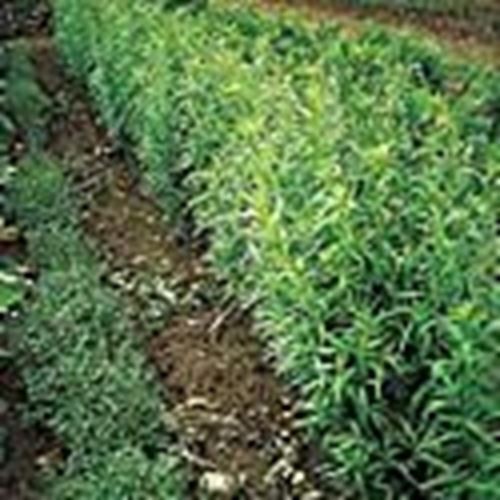 Russian Tarragon Seeds (((25 Seed Packet))) (More Heirloom, Organic, Non GMO, Ve