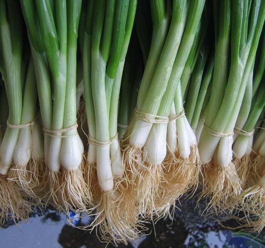 BULK TOKYO WHITE BUNCHING ONION SEEDS * 500 COUNT PKT. * MILD * CRISP * SWEET *