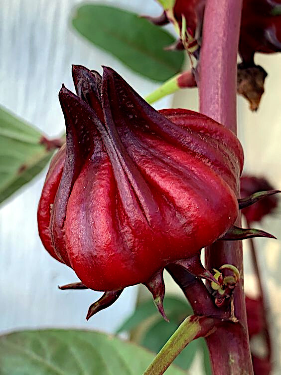 Roselle Seeds Hibiscus sab Jamaican Sorrel Florida Cranberry RARE LUOSHEN FLOWER