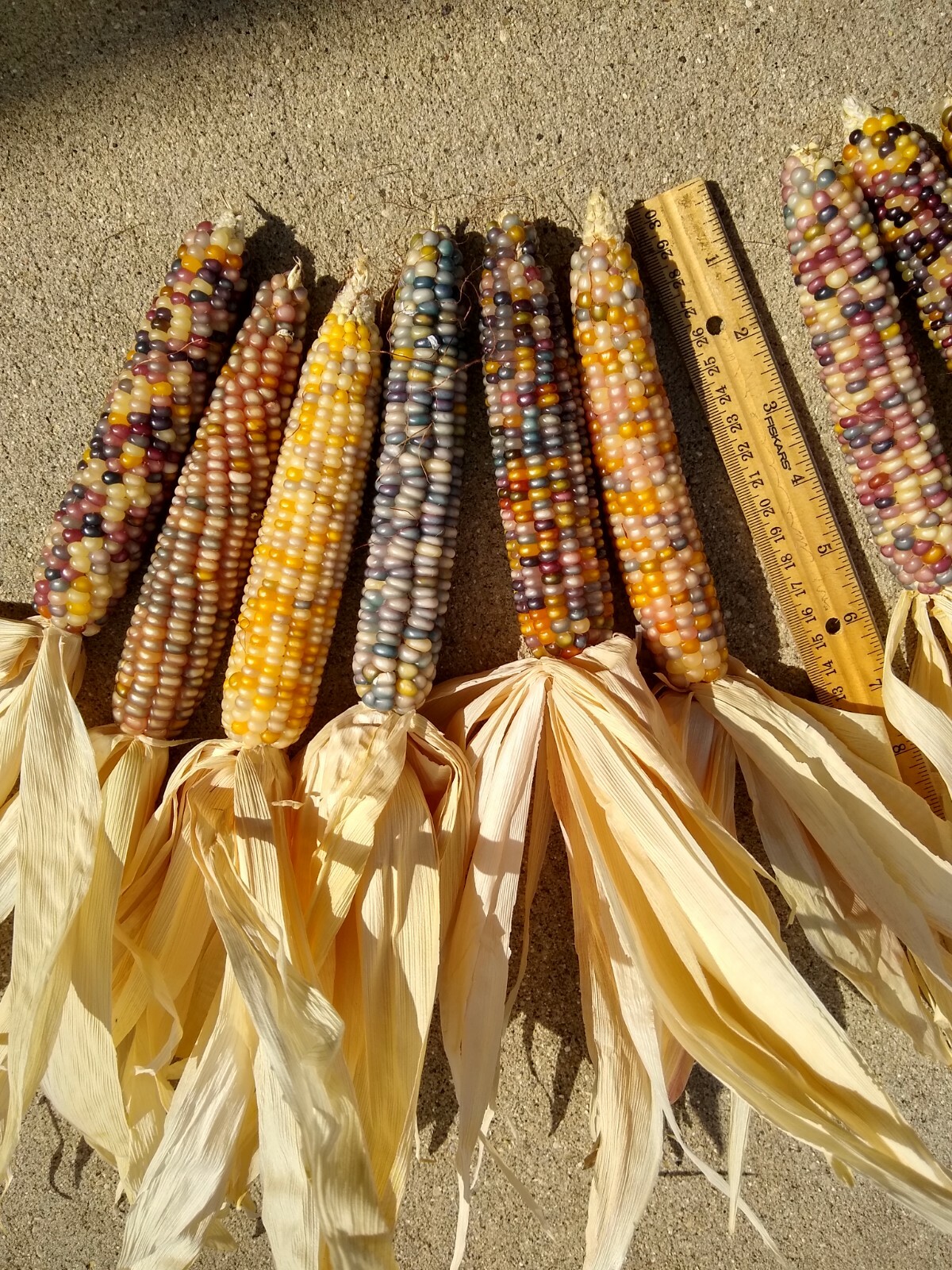Glass Gem Corn, 5″ to 6″ Length, 12 and 24 Count, FREE SHIPPING