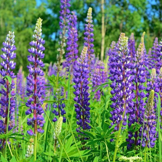 PURPLE LUPINE SEEDS packed 50