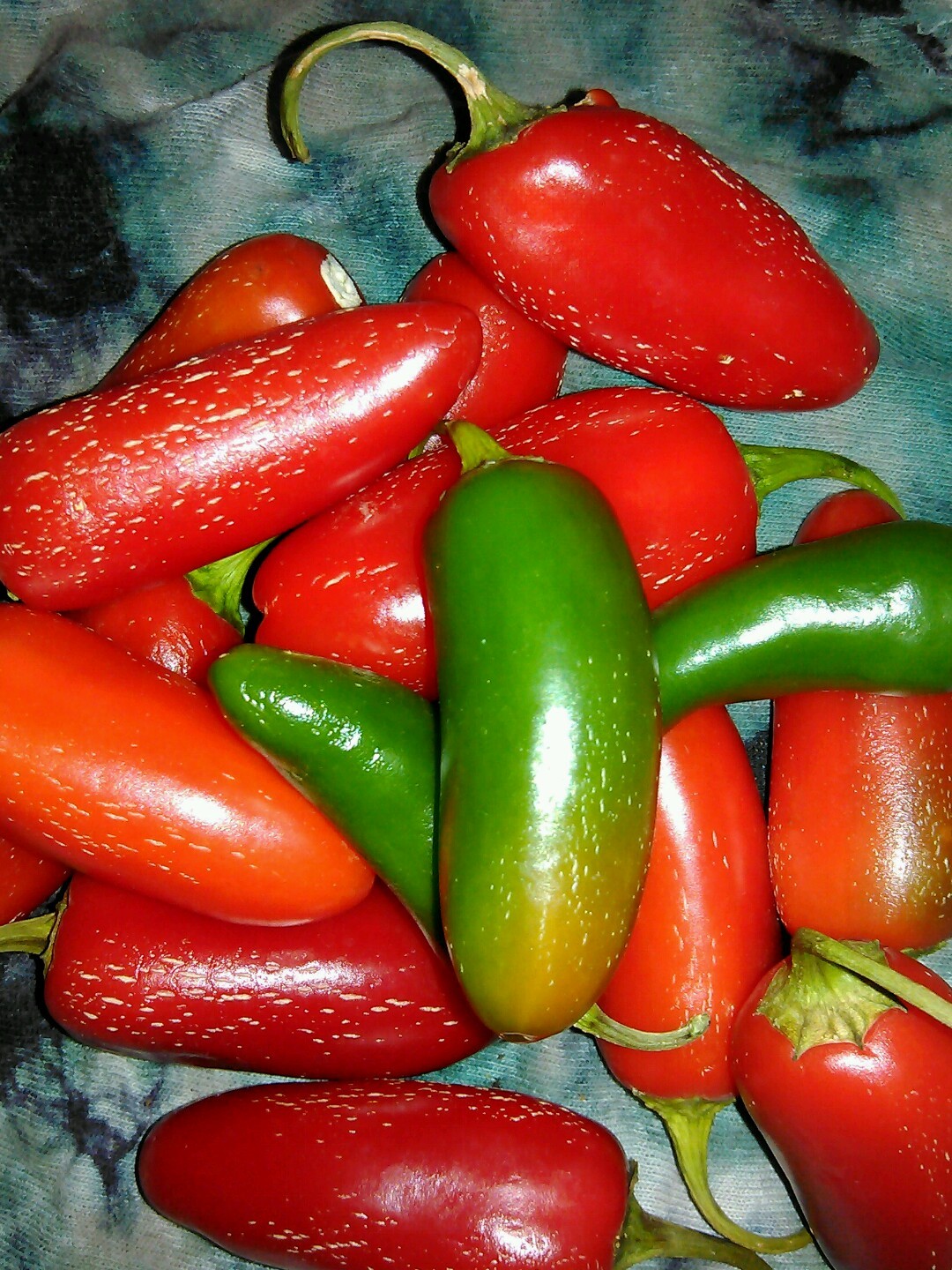 Pepper Tam Jalapeno 20 seeds °HEIRLOOM° Seeds of Life The BEST Jalapeno EVER!