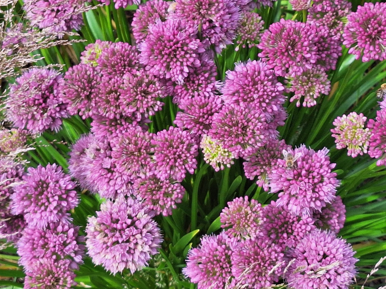 ALLIUM MILLENIUM LAVENDER FLOWERS 200 SEEDS, ORNAMENTAL ONION, HARDY