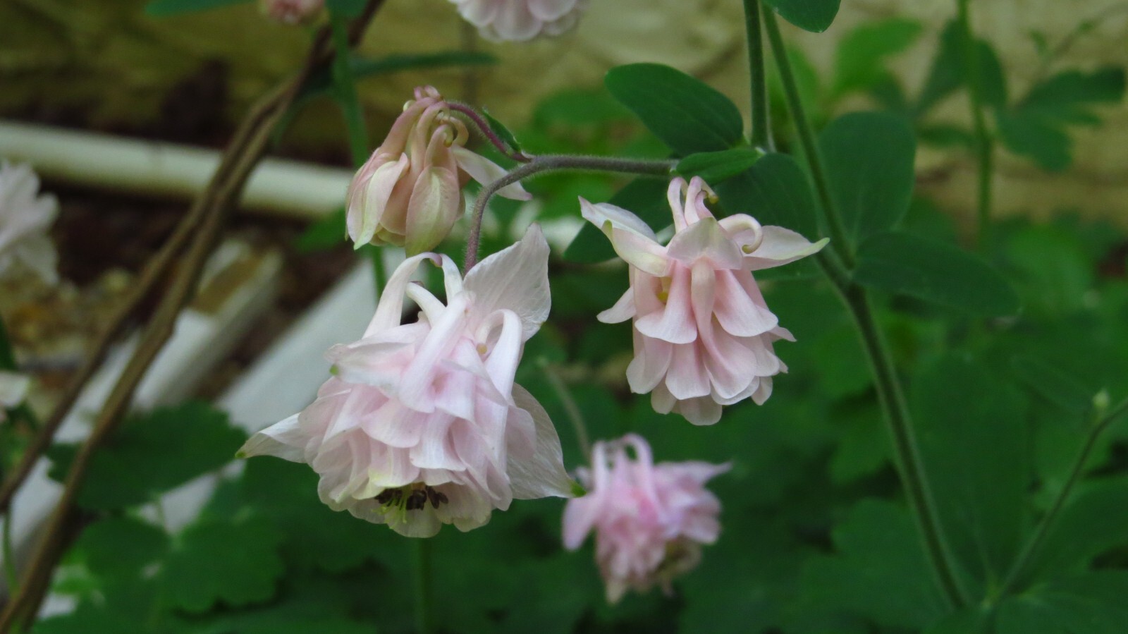 100+ Rare Light Pink Multi Layer Columbine Perennial Flower Seeds.