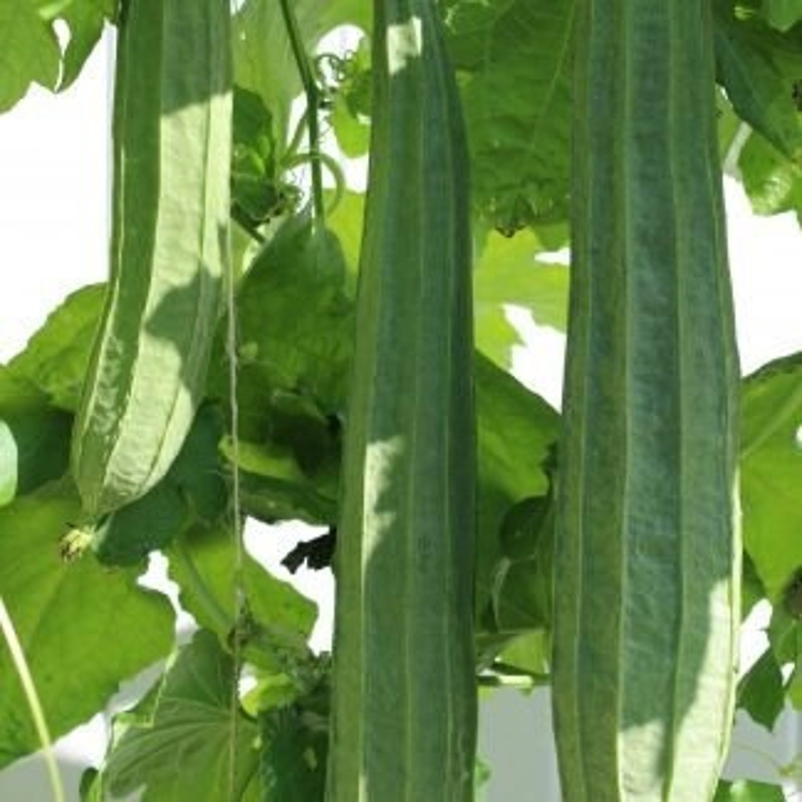 Bonanza Angled Luffa Ridged Luffa Gourd Squash Chinese Okra Seeds Heirloom
