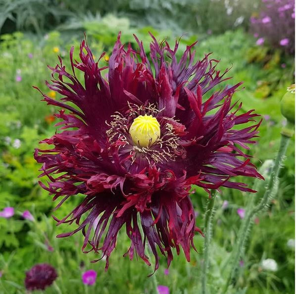1,000 Seeds – Ultimate Mixed Poppy Seed – P. Somniferum – 10 Beautiful Varieties