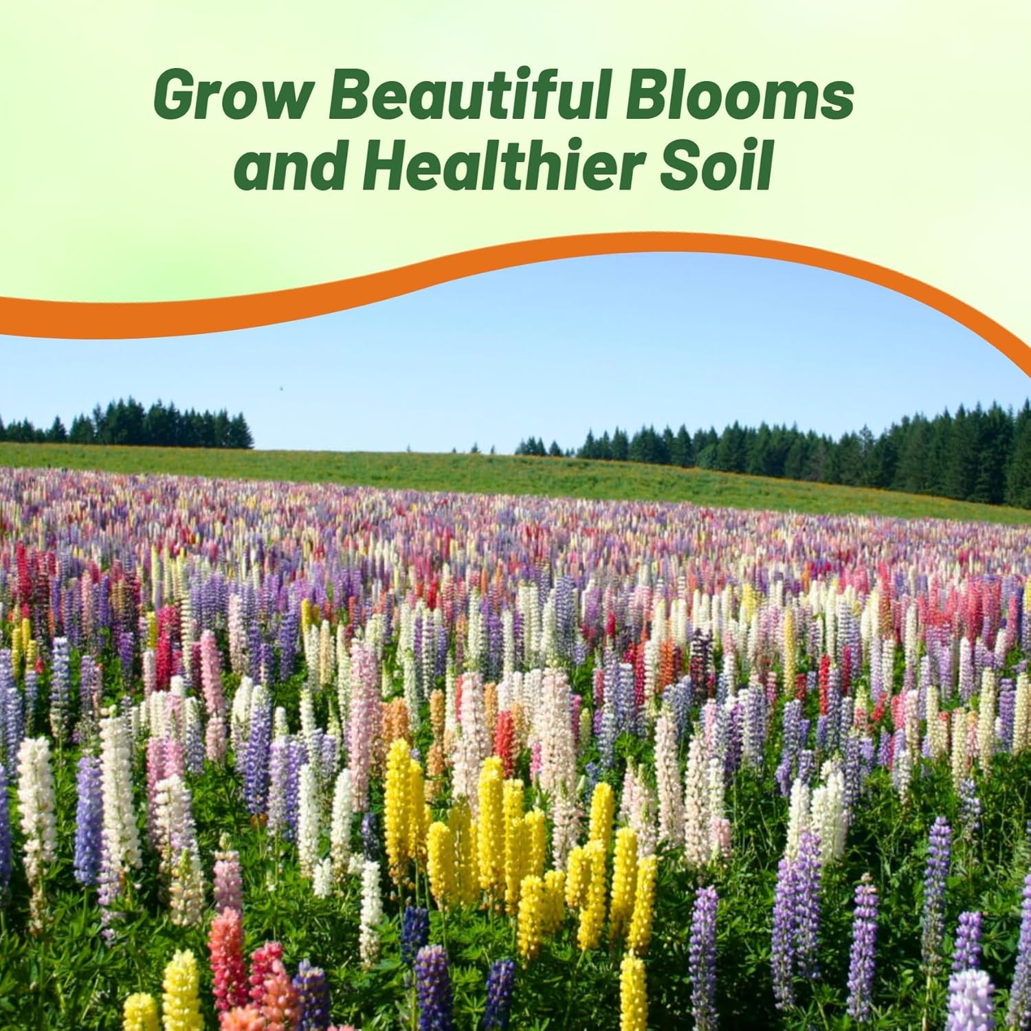 5 LBS Lupine Seeds For Planting | Lupinus Russell Hybrids Flower Seed Mix