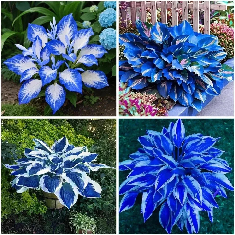 220+ Hosta Seeds Blue Perennial for Planting,Hosta Seeds Blue and Black….