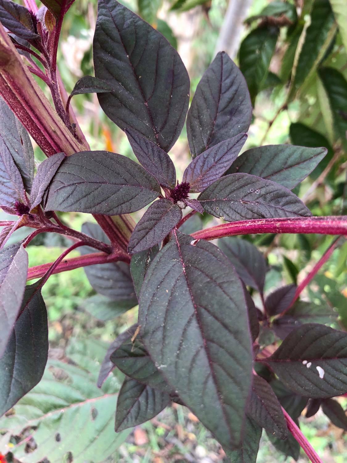 Amaranth OPOPEO Red Flower Edible Leaves & Grain Microgreens Non-GMO 1500 Seeds!