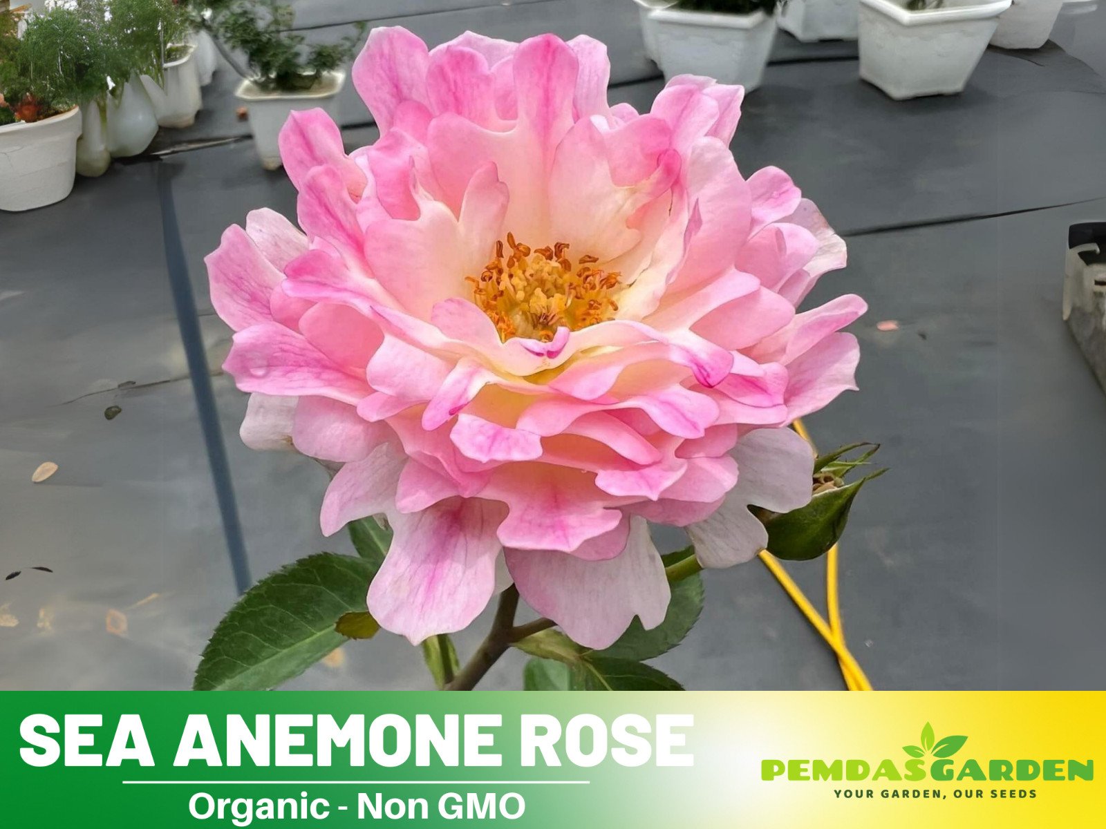 30+ Seeds| Sea Anemone Perennial Rose Seeds