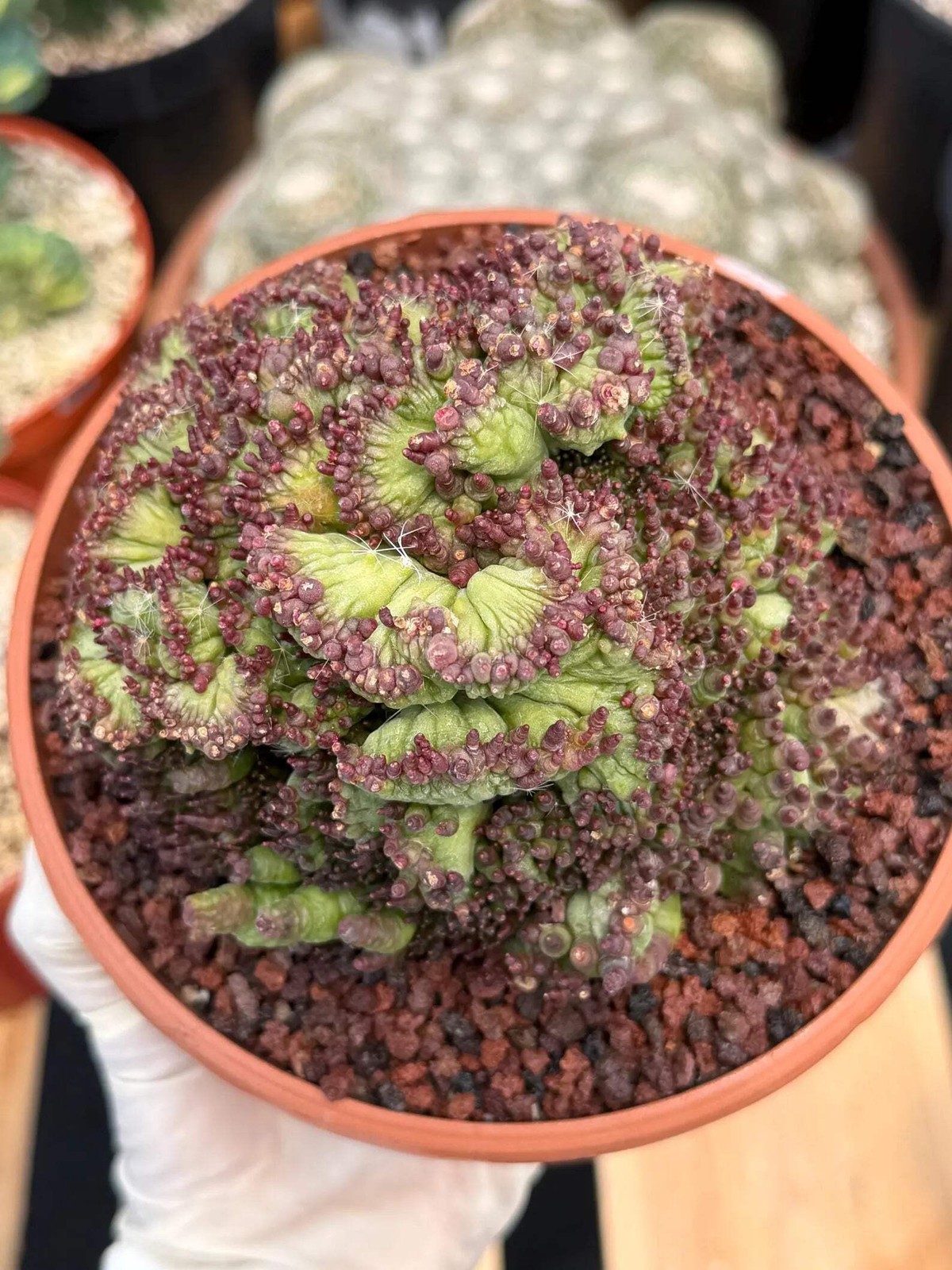 Crested Mammillaria bocasana cv. Fred | Rare Collector Cactus | Unique Live Succ