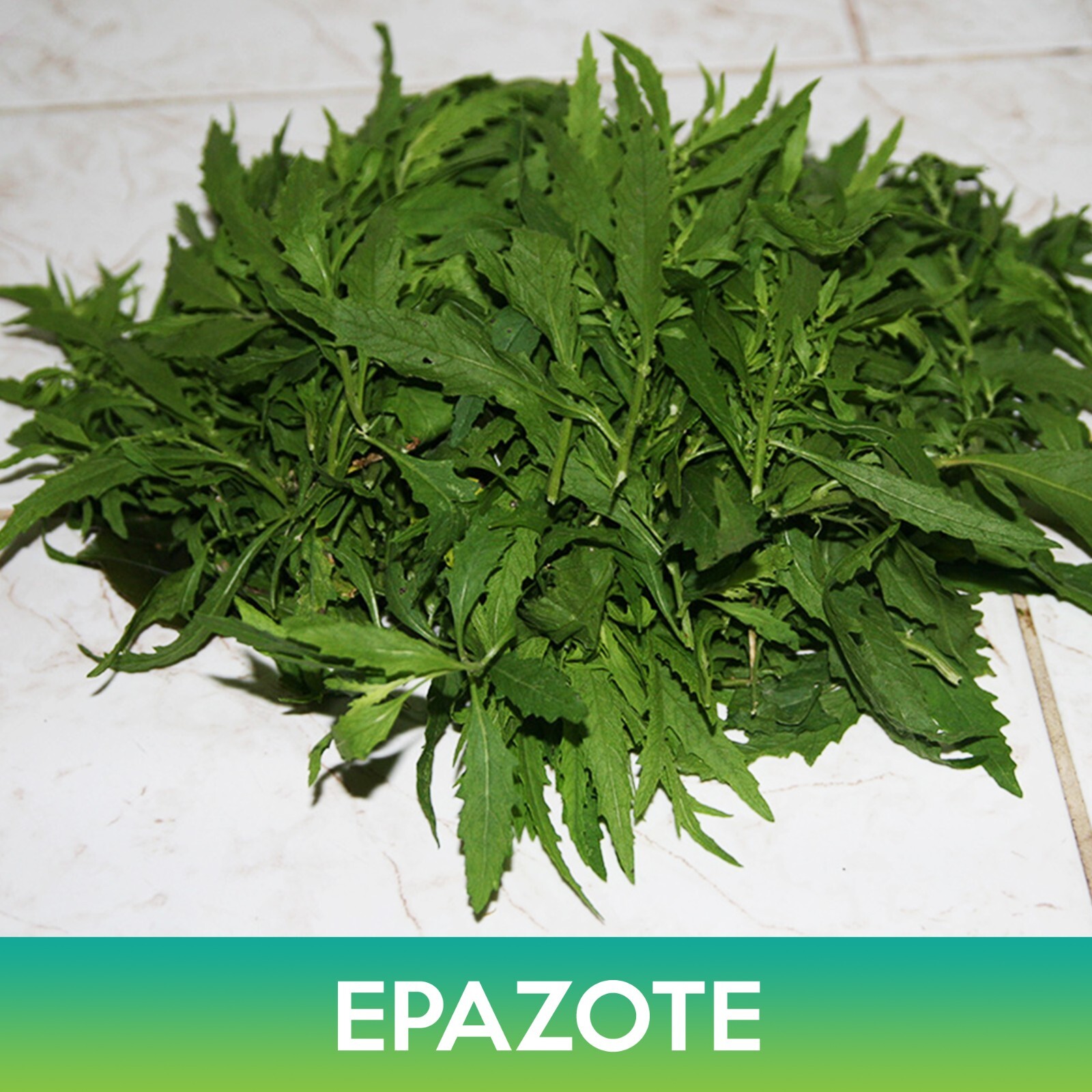 Epazote Seeds, Mexican-tea, Chenopodium ambrosioides