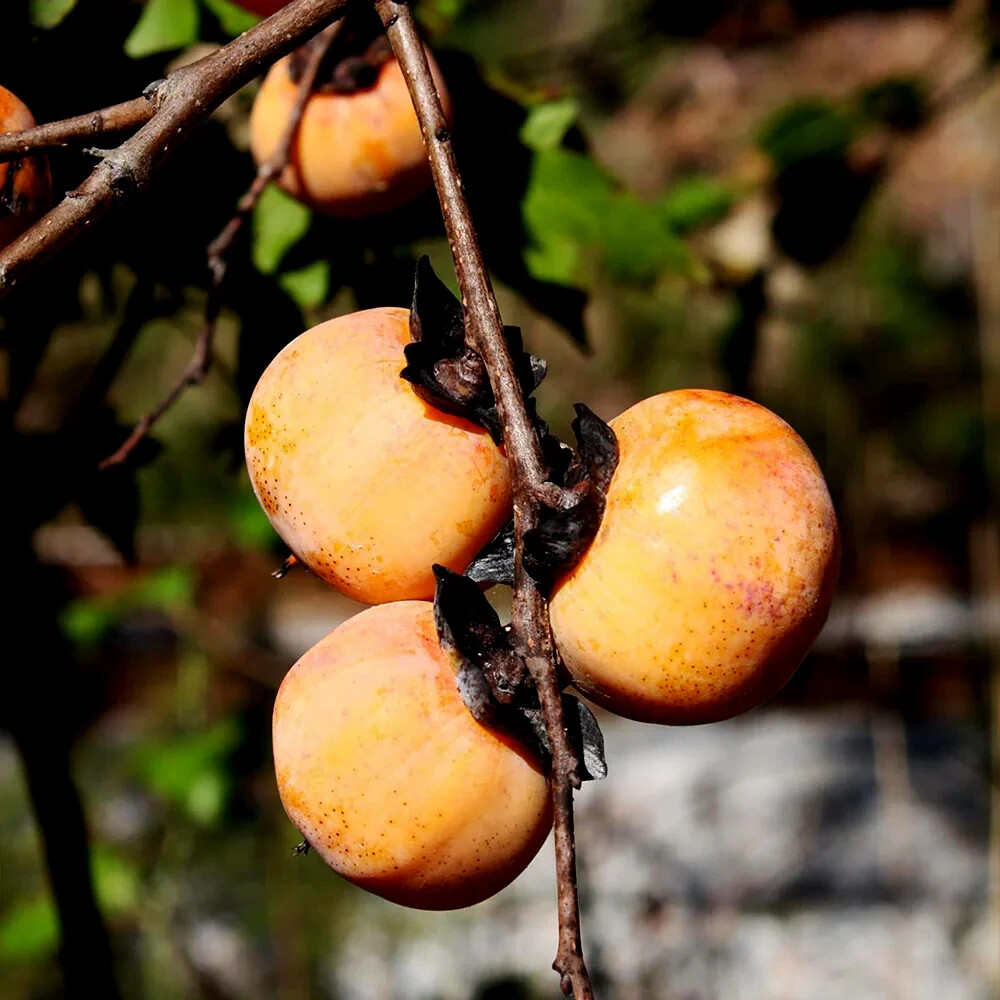 PERSIMMON TREE SEEDS Diospyros Virginiana SUGAR PLUM Fruit Plant COLD HARDY 4-9