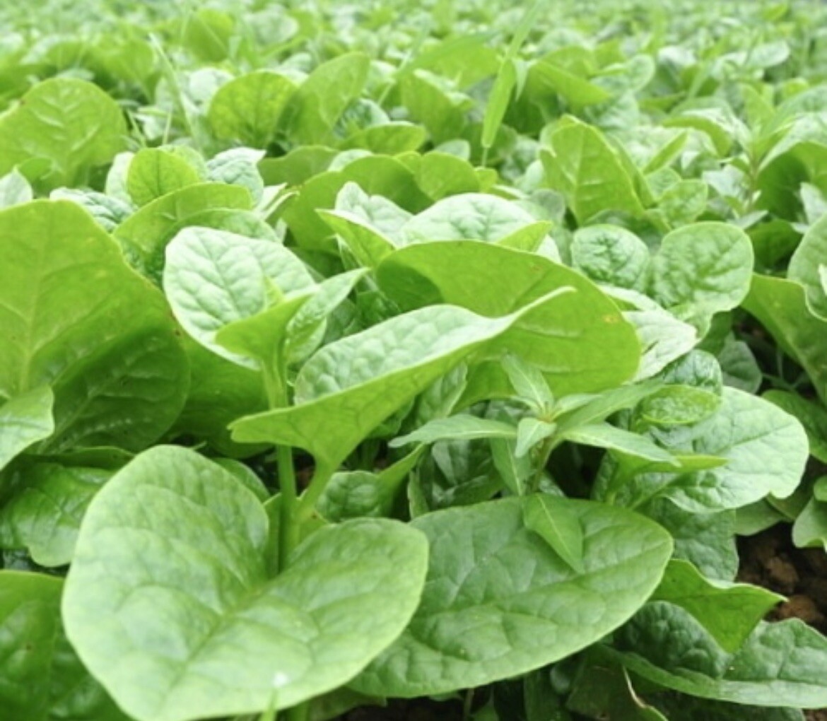 Malabar Spinach, Basella Alba – Thick Leaves – 50 Seeds 2024 – USA