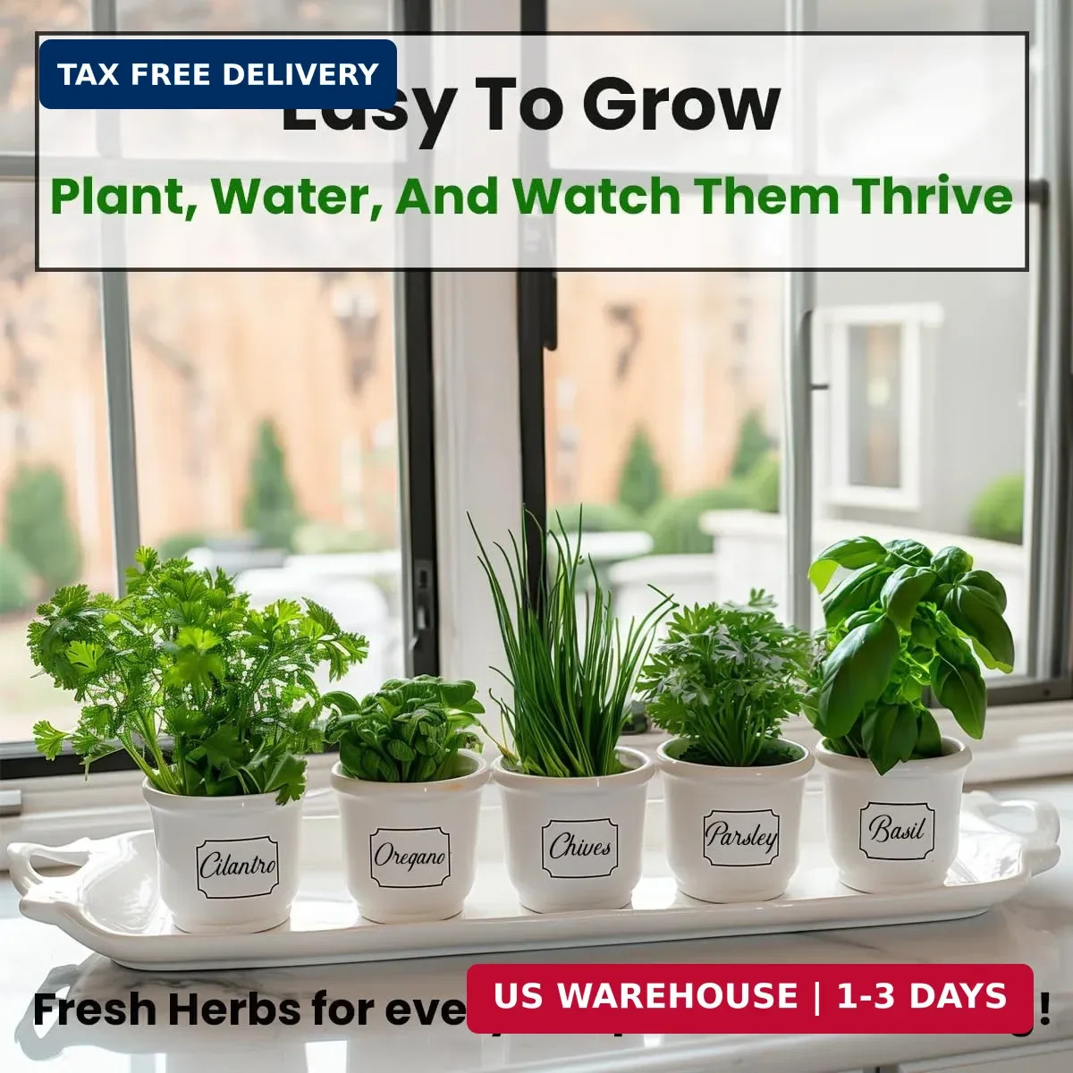5 Herb Seeds Variety Kit, Oregano, Cilantro, Parsley, Basil, Chives